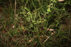 Micrantheum ericoides