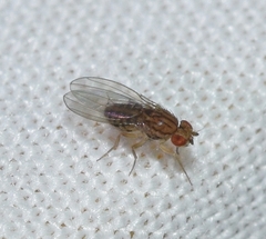 Drosophila busckii