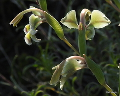 Gladiolus orchidiflorus