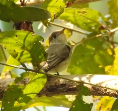 Muscicapa dauurica
