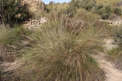 Macrochloa tenacissima