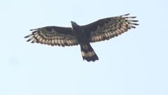 Pernis ptilorhynchus