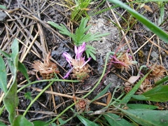 Psephellus marschallianus