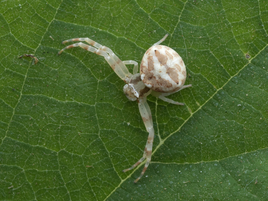 Thomisus krishnae