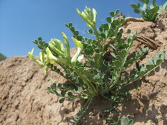 Astragalus cottonianus