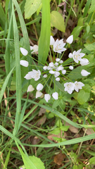 Allium neapolitanum