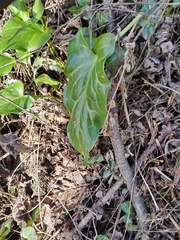 Arum italicum