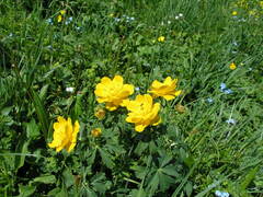 Trollius dschungaricus