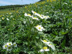 Anemonastrum protractum