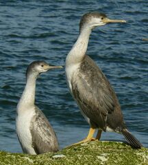 Phalacrocorax punctatus punctatus