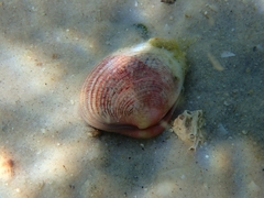 Katelysia rhytiphora