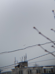 Accipiter nisus