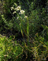 Gladiolus orchidiflorus
