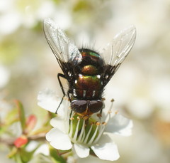 Amenia chrysame