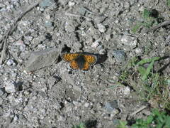 Melitaea minerva