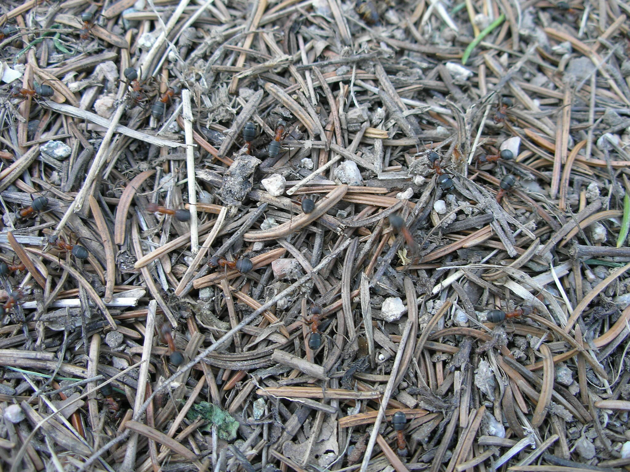 Formica mesasiatica