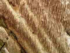 Dentipellicula leptodon