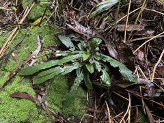 Staurogyne concinnula