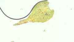 Anomodon pseudotristis