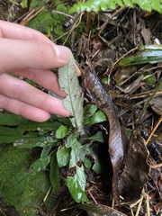 Staurogyne concinnula