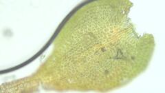 Anomodon pseudotristis