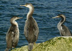 Phalacrocorax punctatus punctatus