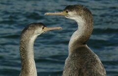 Phalacrocorax punctatus punctatus
