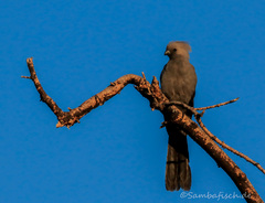 Corythaixoides concolor pallidiceps