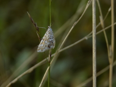 Elophila nymphaeata