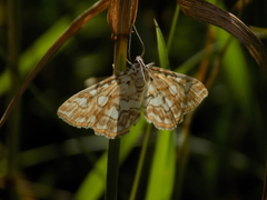 Elophila nymphaeata
