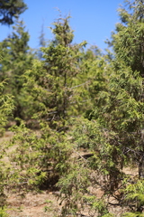 Juniperus procera