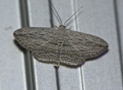 Scopula desita