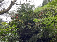 Rhododendron oldhamii