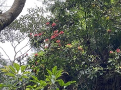 Rhododendron oldhamii