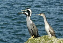 Phalacrocorax punctatus punctatus