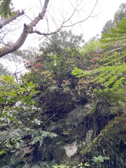 Rhododendron oldhamii