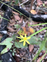 Tricoryne elatior