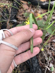 Tricoryne elatior