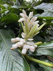 Alpinia uraiensis