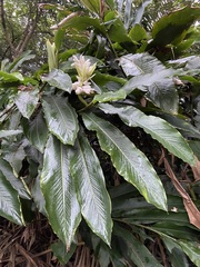 Alpinia uraiensis