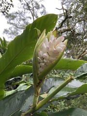 Alpinia uraiensis
