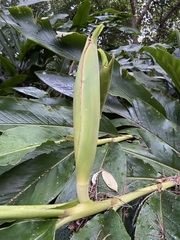 Alpinia uraiensis
