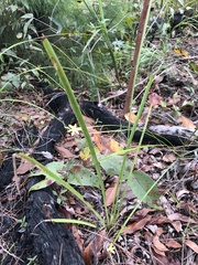 Tricoryne elatior