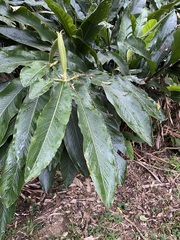 Alpinia uraiensis