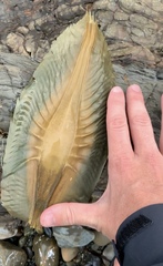 Callorhinchus milii