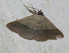 Ophyx ochroptera
