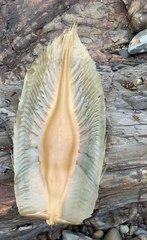 Callorhinchus milii