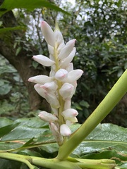 Alpinia uraiensis