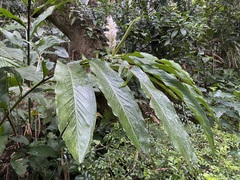Alpinia uraiensis