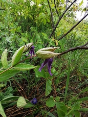 Clematis integrifolia